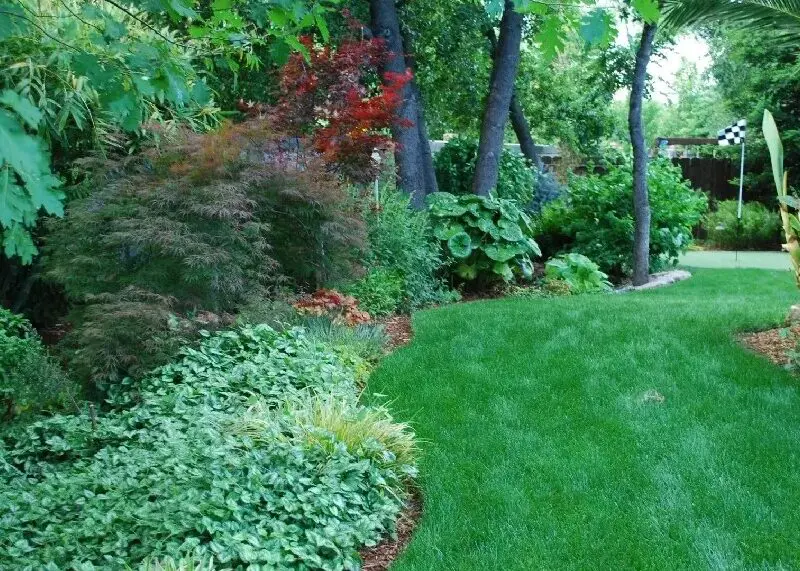 A garden with lots of green plants and trees.