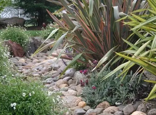 A garden with many plants and rocks