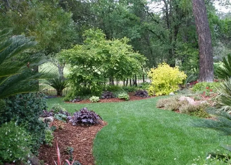 A garden with lots of trees and shrubs.